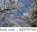 Looking up at the cherry blossoms in Toyama Inari Park 88970700