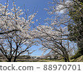 Sakura in Toyama Inari Park 88970701