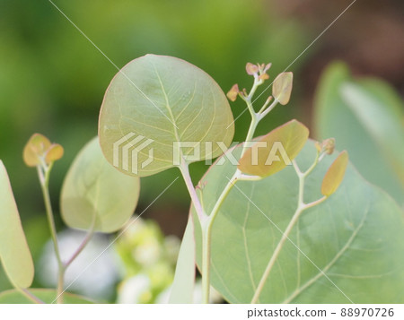 桉樹葉 88970726