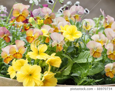 Group planting of antique viola grown from seeds Group planting of antique viola grown from seeds 88970734