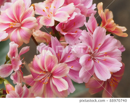 春天圖片 Siskiyou lewisia 花 春天圖片 Siskiyou lewisia 花 88970740