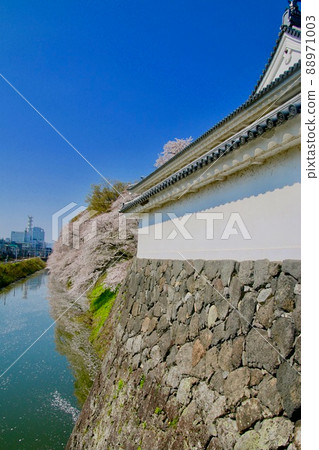 Sakura in Kajo Park, Yamagata Castle Ruins (Yamagata City, Yamagata Prefecture) Sakura in Kajo Park, Yamagata Castle Ruins (Yamagata City, Yamagata Prefecture) 88971003