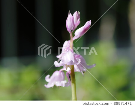 Hyacinth Common hyacinth Hyacinth Common hyacinth 88971471