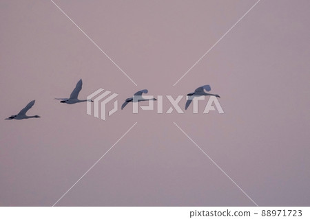 A flock of swans gracefully flying in the background of the sunset @ Shiga A flock of swans gracefully flying in the background of the sunset @ Shiga 88971723