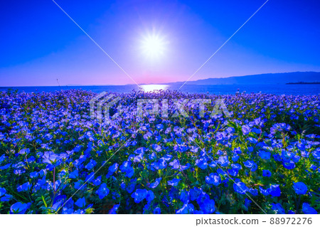 大阪舞洲海濱公園的 Nemophila 和太陽 88972276