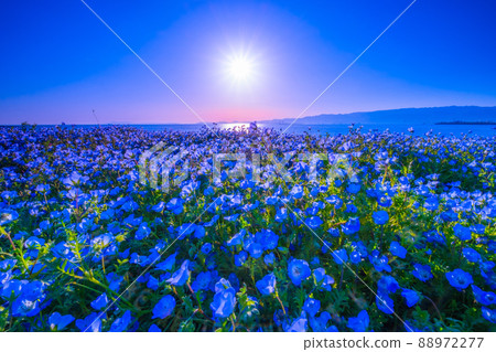 大阪舞洲海濱公園的 Nemophila 和太陽 88972277