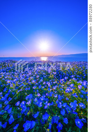 Nemophila and the sun at Osaka Maishima Seaside Park Nemophila and the sun at Osaka Maishima Seaside Park 88972280