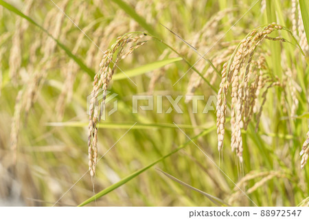 Rice field 88972547