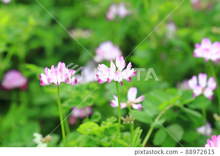 Cute lotus flower (Astragalus sinensis) flower 88972615