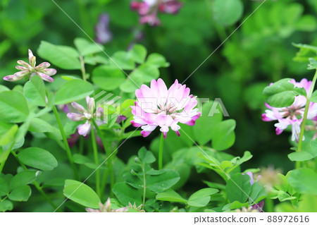 Cute lotus flower (Astragalus sinensis) flower Cute lotus flower (Astragalus sinensis) flower 88972616