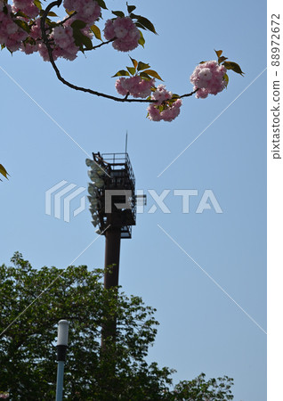 櫻花和燈塔 櫻花和燈塔 88972672