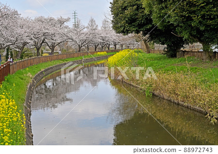 Minuma field: Minuma substitute water eastern edge Minuma Sakura Corridor 88972743