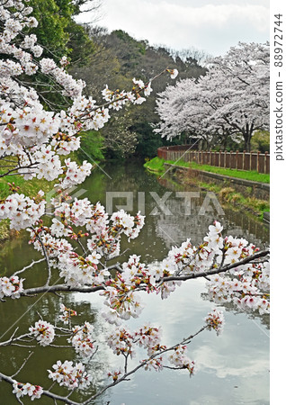 水沼場:水沼代水東緣水沼櫻花走廊 水沼場:水沼代水東緣水沼櫻花走廊 88972744