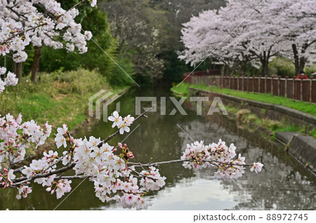 水沼場:水沼代水東緣水沼櫻花走廊 水沼場:水沼代水東緣水沼櫻花走廊 88972745