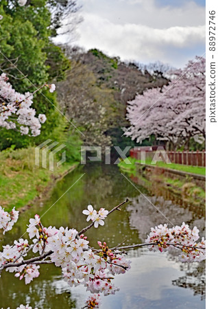 水沼場：水沼代水東緣水沼櫻花走廊 88972746