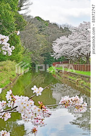 Minuma field: Minuma substitute water eastern edge Minuma Sakura Corridor 88972747