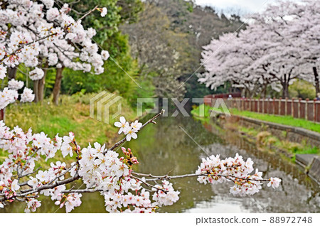 水沼場：水沼代水東緣水沼櫻花走廊 88972748