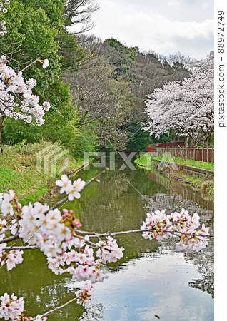 水沼場：水沼代水東緣水沼櫻花走廊 88972749
