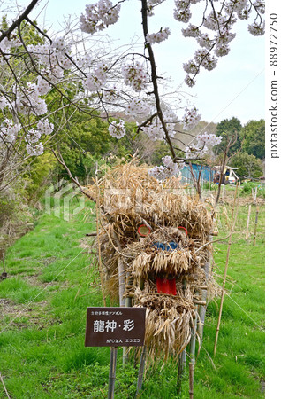 Minuma rice field: Biodiversity symbol Ryujin Aya Minuma rice field: Biodiversity symbol Ryujin Aya 88972750