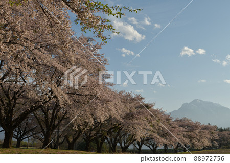 長坂町、北斗市、櫻花吹吹、櫻花和開駒山 長坂町、北斗市、櫻花吹吹、櫻花和開駒山 88972756