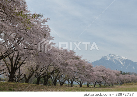 Nagasaka Town, Hokuto City, Sakura Fubuki, Cherry Blossom Trees and Mt. Kaikoma Nagasaka Town, Hokuto City, Sakura Fubuki, Cherry Blossom Trees and Mt. Kaikoma 88972757