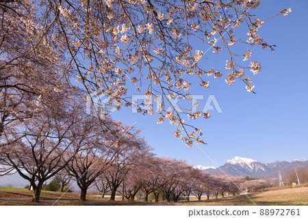 北斗市長坂町一排盛開的櫻花樹和開駒山 88972761