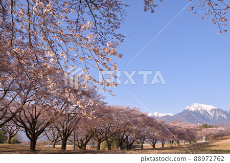 北斗市長坂町一排盛開的櫻花樹和開駒山 北斗市長坂町一排盛開的櫻花樹和開駒山 88972762