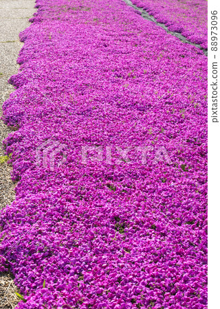 Lake Togo Haai Seaside Park with beautiful moss phlox (Tottori Prefecture) 88973096