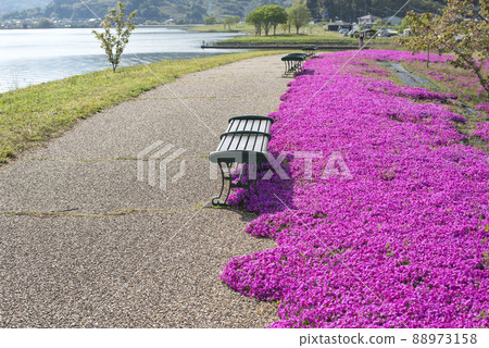 Lake Togo Haai Seaside Park with beautiful moss phlox (Tottori Prefecture) 88973158