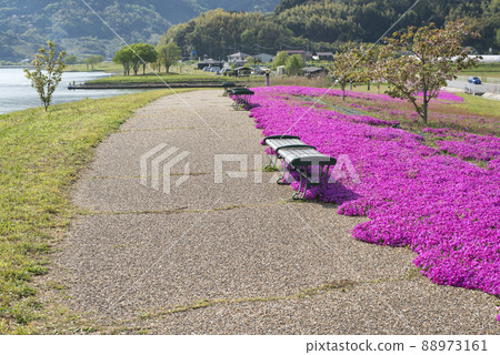Lake Togo Haai Seaside Park with beautiful moss phlox (Tottori Prefecture) Lake Togo Haai Seaside Park with beautiful moss phlox (Tottori Prefecture) 88973161