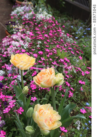Flowerbed with double-flowered tulips Flowerbed with double-flowered tulips 88973848