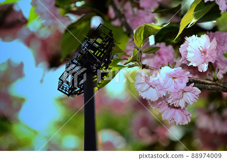 櫻花和燈塔 櫻花和燈塔 88974009