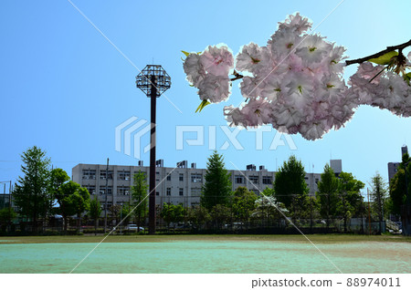 地面和櫻花 地面和櫻花 88974011