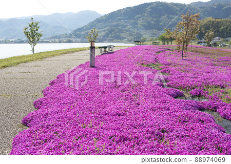 Lake Togo Haai Seaside Park with beautiful moss phlox (Tottori Prefecture) 88974069