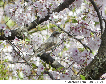Sakura in a park in Shiga prefecture Sakura in a park in Shiga prefecture 88974121