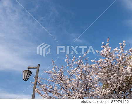 Sakura in a park in Shiga prefecture Sakura in a park in Shiga prefecture 88974122
