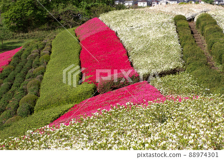 杜鵑花盛開的塚山古墳 88974301