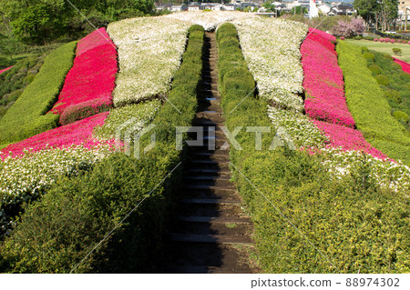 杜鵑花盛開的塚山古墳 88974302