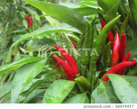 Asian Hot Pepper from Korea Shallow DOF Asian Hot Pepper from Korea Shallow DOF 88974457