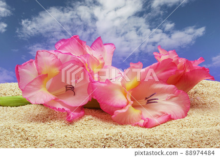 Pink Gladiolas on Sand With Blue Sky Background Pink Gladiolas on Sand With Blue Sky Background 88974484
