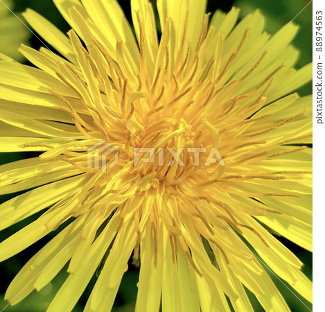 Dandelions with pollen that is as dynamic as sea anemones 88974563