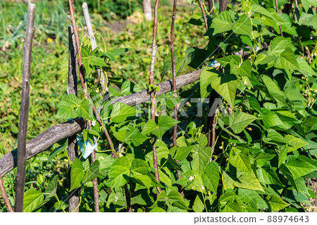 Young spring stems of beans curl on wooden supports. Growing greens in vegetable garden. Ecological farm for legume varieties of plants Young spring stems of beans curl on wooden supports. Growing greens in vegetable garden. Ecological farm for legume varieties of plants 88974643
