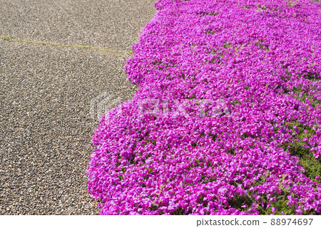 Lake Togo Haai Seaside Park with beautiful moss phlox (Tottori Prefecture) Lake Togo Haai Seaside Park with beautiful moss phlox (Tottori Prefecture) 88974697
