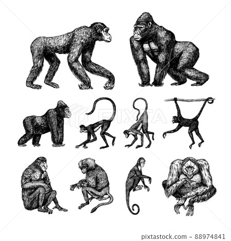 Bonobo or chimpanzee, Western gorilla , Orangutan in vintage style. Colombian capuchin Proboscis Bonobo or chimpanzee, Western gorilla , Orangutan in vintage style. Colombian capuchin Proboscis 88974841