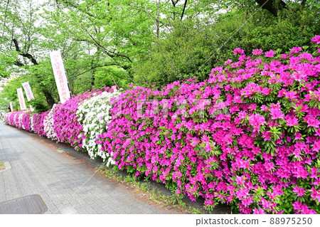 名古屋都市風景,禦町房稻荷 名古屋都市風景,禦町房稻荷 88975250