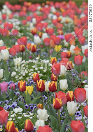 鬱金香花 鬱金香花 88975639