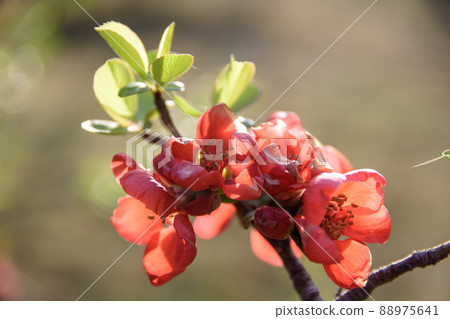 紅色花花花 紅色花花花 88975641