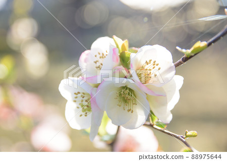 木瓜的白色花朵 木瓜的白色花朵 88975644
