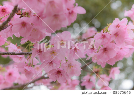 陽光櫻花的開花 陽光櫻花的開花 88975646
