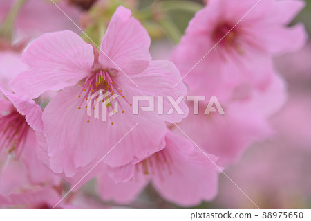 陽光櫻花 陽光櫻花 88975650